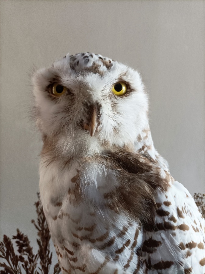 A Cased Taxidermy Snowy Owl, 1920’s (7).jpg